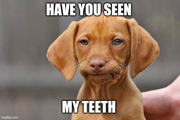 Dissapointed puppy | HAVE YOU SEEN; MY TEETH | image tagged in dissapointed puppy | made w/ Imgflip meme maker