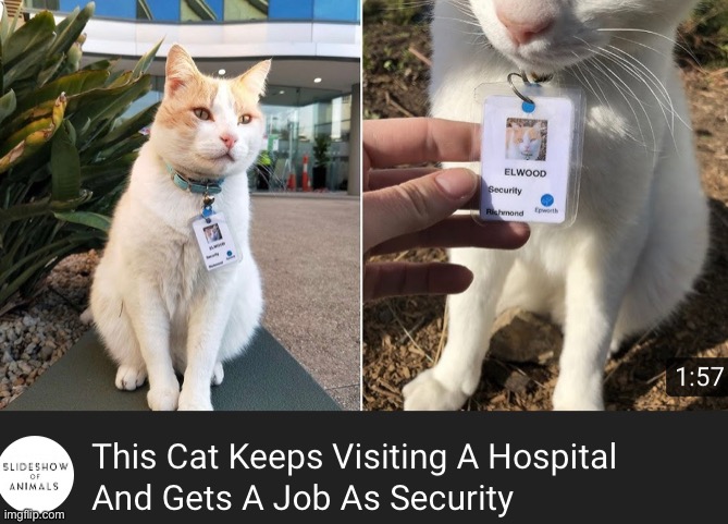 image tagged in cats | made w/ Imgflip meme maker