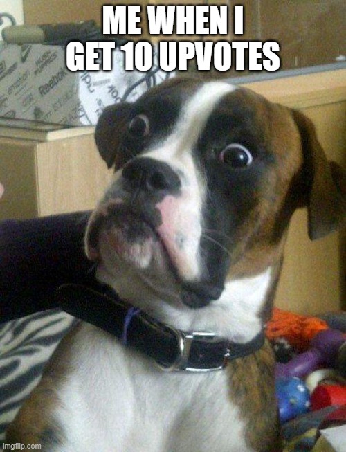 Blankie the Shocked Dog | ME WHEN I GET 10 UPVOTES | image tagged in blankie the shocked dog,upvotes,surprised dog,shocked,thug life,funny memes | made w/ Imgflip meme maker