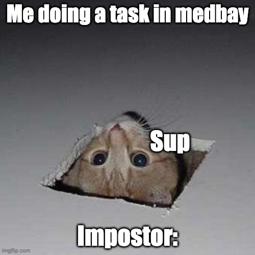 Every time | Me doing a task in medbay; Sup; Impostor: | image tagged in memes,ceiling cat | made w/ Imgflip meme maker