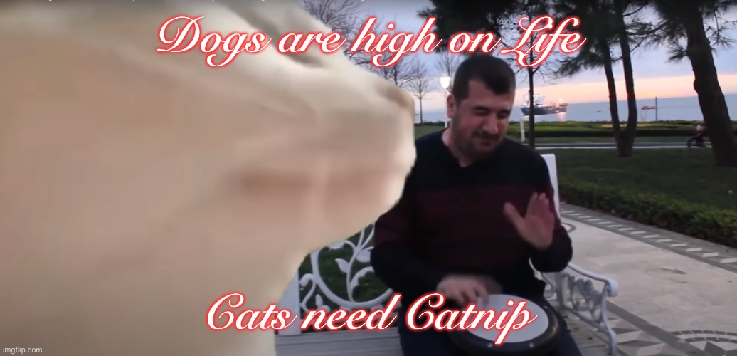 Cat Vibing To Ievan Polkka Cat Meme Vibing Music | Dogs are high on Life; Cats need Catnip | image tagged in cat vibing to ievan polkka cat meme vibing music | made w/ Imgflip meme maker