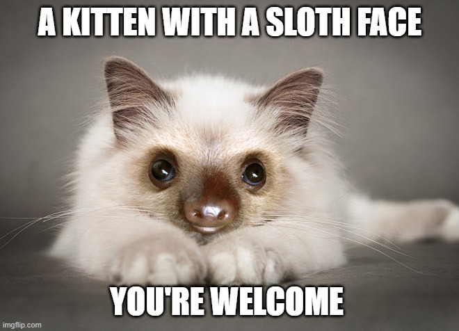 sloth faced kitten | A KITTEN WITH A SLOTH FACE; YOU'RE WELCOME | image tagged in sloth,kitten | made w/ Imgflip meme maker