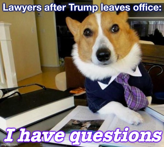 Legal stonewalling as President only works while you’re still President! | Lawyers after Trump leaves office:; I have questions | image tagged in lawyer corgi dog,lawyers,president trump,law,trump is an asshole,trump is a moron | made w/ Imgflip meme maker