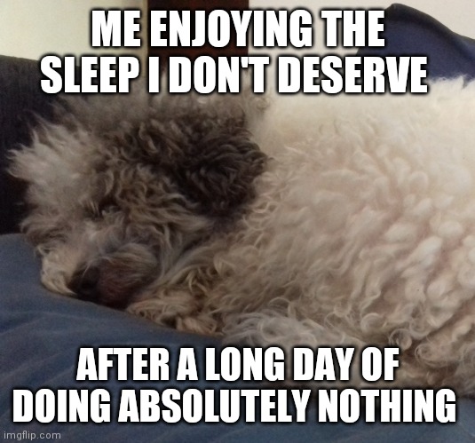 Sleeping | ME ENJOYING THE SLEEP I DON'T DESERVE; AFTER A LONG DAY OF DOING ABSOLUTELY NOTHING | image tagged in coqui,funny dogs,cute dogs | made w/ Imgflip meme maker