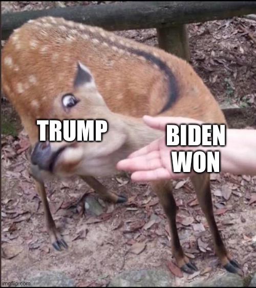 Avoiding deer | TRUMP; BIDEN WON | image tagged in avoiding deer,PoliticalHumor | made w/ Imgflip meme maker