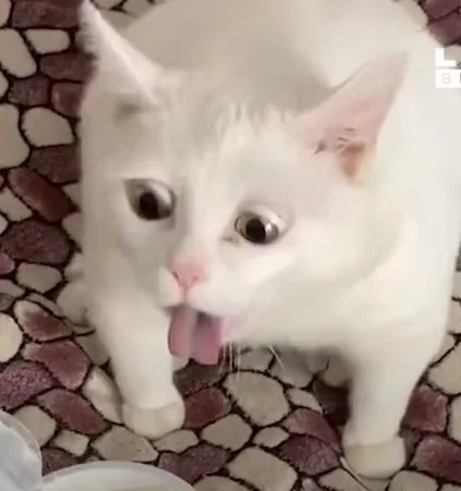 High Quality cat gag Blank Meme Template