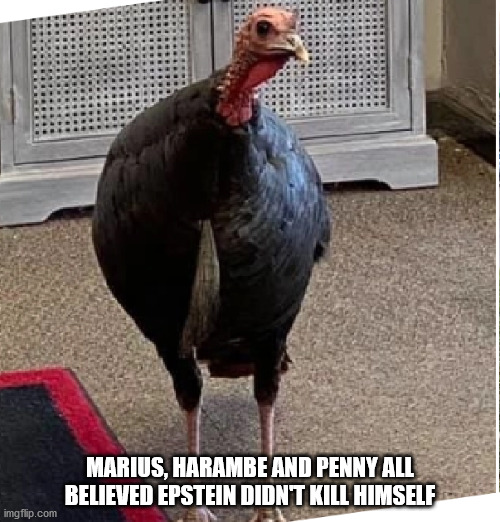 Penny The Turkey | MARIUS, HARAMBE AND PENNY ALL BELIEVED EPSTEIN DIDN'T KILL HIMSELF | image tagged in jeffrey epstein,harambe,turkey | made w/ Imgflip meme maker