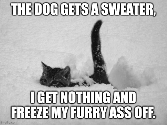 Snow Cat | THE DOG GETS A SWEATER, I GET NOTHING AND FREEZE MY FURRY ASS OFF. | image tagged in snow cat | made w/ Imgflip meme maker
