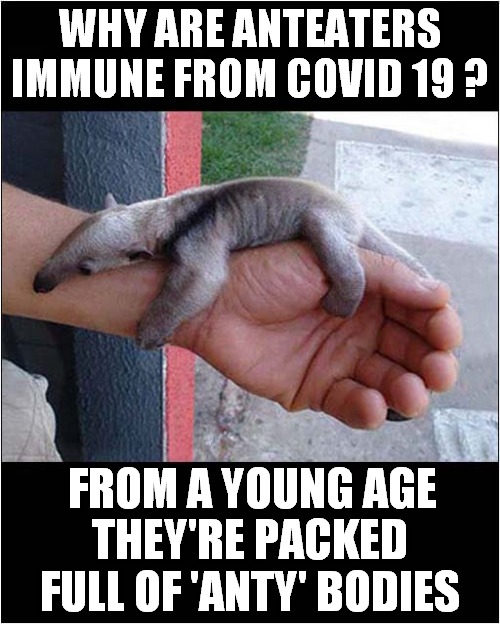 A Baby Anteater | WHY ARE ANTEATERS IMMUNE FROM COVID 19 ? FROM A YOUNG AGE; THEY'RE PACKED FULL OF 'ANTY' BODIES | image tagged in bad pun,anteaters,covid | made w/ Imgflip meme maker