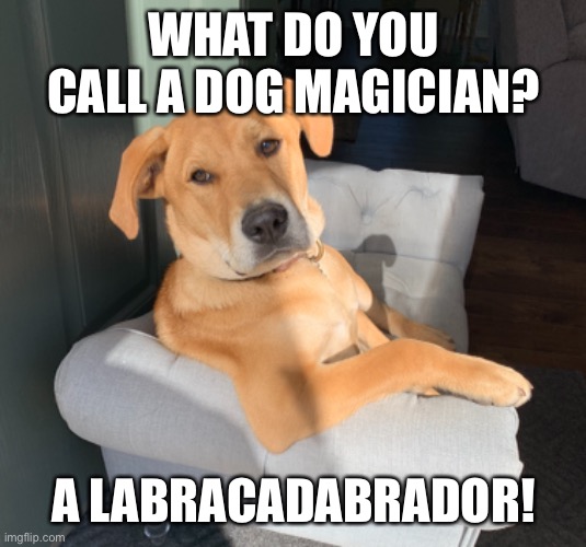 Joke dog | WHAT DO YOU CALL A DOG MAGICIAN? A LABRACADABRADOR! | image tagged in funny dog memes,dog,dad joke dog,cool dog | made w/ Imgflip meme maker