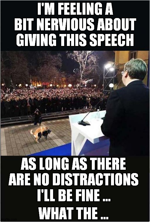 Confidence Is Wavering ! | I'M FEELING A BIT NERVIOUS ABOUT GIVING THIS SPEECH; AS LONG AS THERE ARE NO DISTRACTIONS; I'LL BE FINE ... WHAT THE … | image tagged in speech,distraction,dogs,frontpage | made w/ Imgflip meme maker