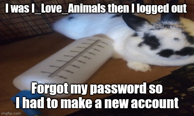 (This is my rabbit) And I am officially stupid | I was I_Love_Animals then I logged out; Forgot my password so I had to make a new account | image tagged in white background,rabbits,cute animals | made w/ Imgflip meme maker