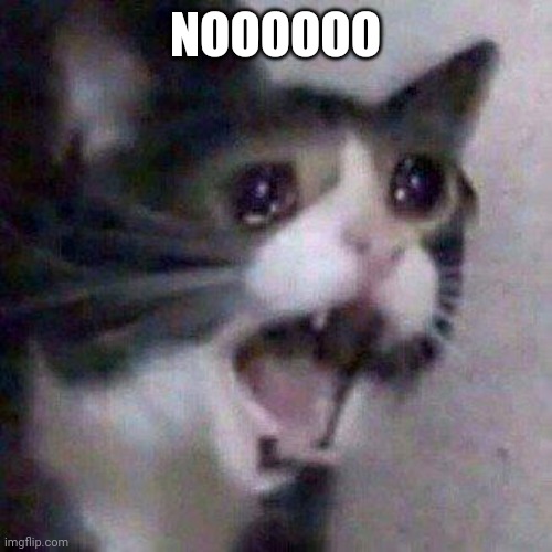 Cat Screaming | NOOOOOO | image tagged in cat screaming | made w/ Imgflip meme maker