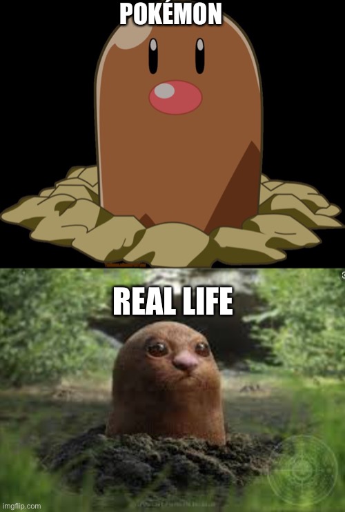 POKÉMON; REAL LIFE | image tagged in digglet | made w/ Imgflip meme maker