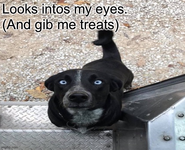 Look at me | Looks intos my eyes. (And gib me treats) | image tagged in dog,treat,cute | made w/ Imgflip meme maker