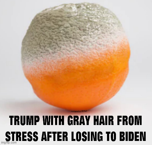 image tagged in donald trump,fruit,orange,hair,gray hair,biden | made w/ Imgflip meme maker