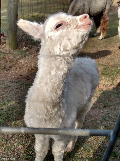 I went to an Alpaca Festival!!! | image tagged in alpaca,llama,baby | made w/ Imgflip meme maker