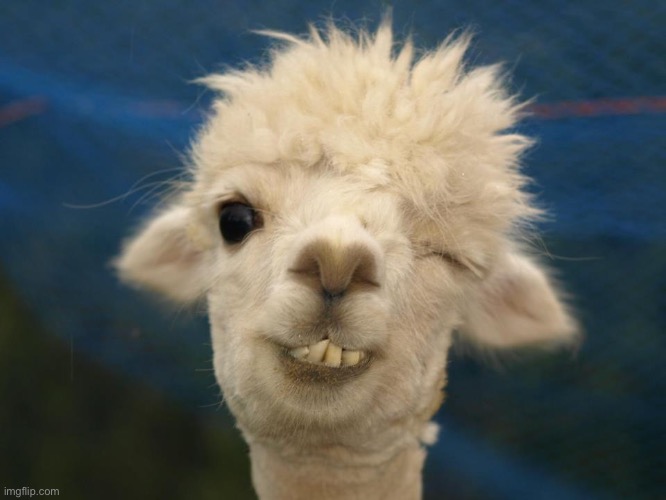 alpaca | image tagged in alpaca | made w/ Imgflip meme maker