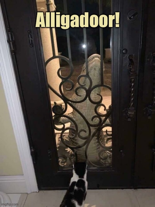 DO NOT OPEN | Alligadoor! | image tagged in funny memes,funny cats,alligator,cats | made w/ Imgflip meme maker