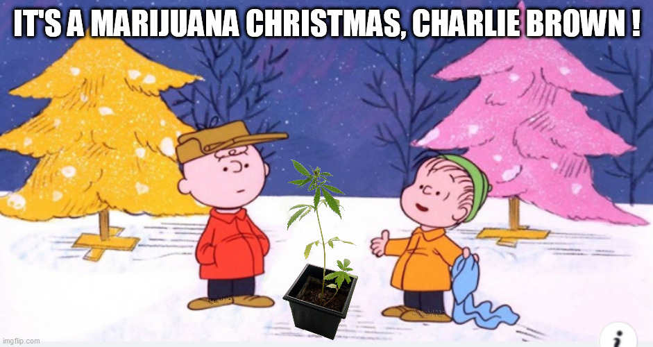 marijuana christmas | IT'S A MARIJUANA CHRISTMAS, CHARLIE BROWN ! | image tagged in marijuana christmas,charlie brown,weed,christmas,peanuts gang,cannabis | made w/ Imgflip meme maker
