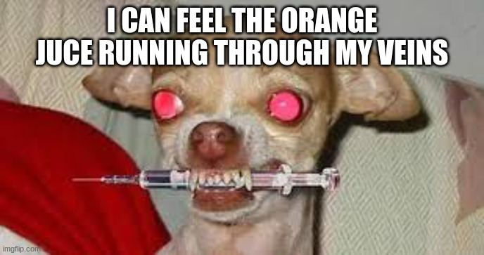 Orange Juice Drug | I CAN FEEL THE ORANGE JUICE RUNNING THROUGH MY VEINS | image tagged in orange juice,drugs,dog | made w/ Imgflip meme maker