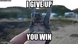 image tagged in funny,turtles,cute,animals | made w/ Imgflip meme maker