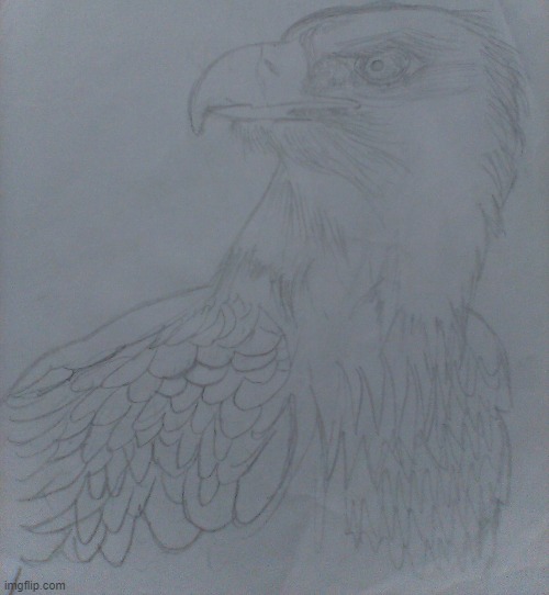 Eagle drawing I made! | image tagged in drawing | made w/ Imgflip meme maker