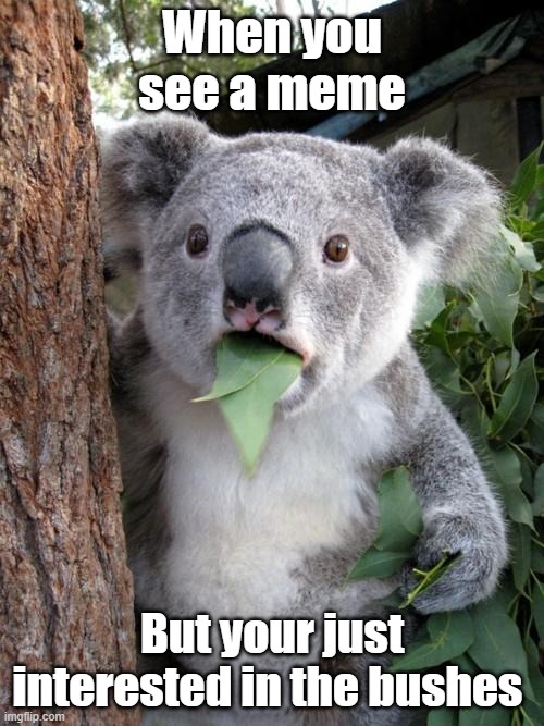 Surprised Koala Meme | When you see a meme; But your just interested in the bushes | image tagged in memes,surprised koala | made w/ Imgflip meme maker