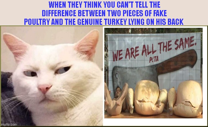 Skeptical Cat vs Peta | WHEN THEY THINK YOU CAN'T TELL THE DIFFERENCE BETWEEN TWO PIECES OF FAKE POULTRY AND THE GENUINE TURKEY LYING ON HIS BACK | image tagged in skeptical cat wide template,peta,stupid people,humor | made w/ Imgflip meme maker