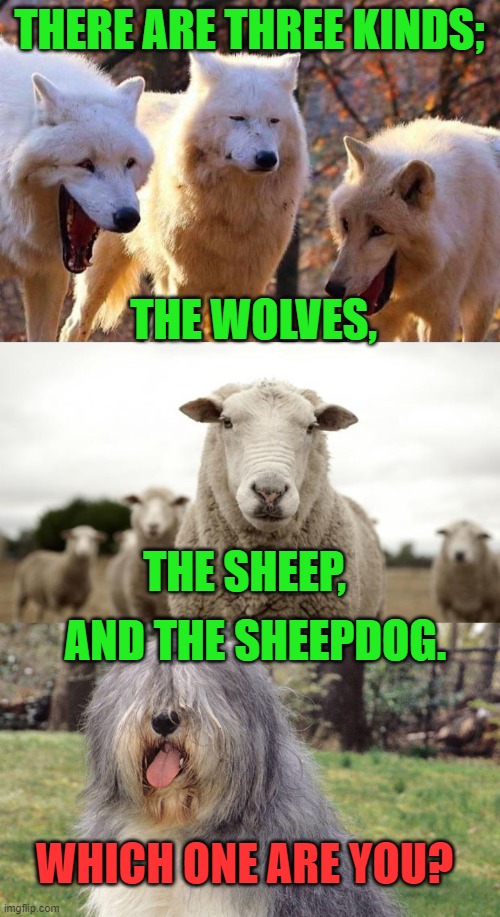 THERE ARE THREE KINDS; AND THE SHEEPDOG. THE SHEEP, THE WOLVES, WHICH ONE ARE YOU? | image tagged in laughing wolf,sheep,sheepdog | made w/ Imgflip meme maker