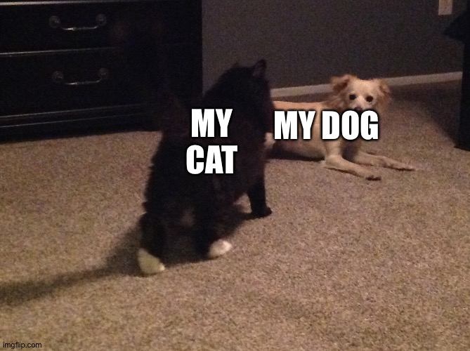 Does anyone want this? | MY DOG; MY CAT | image tagged in dog,cat | made w/ Imgflip meme maker