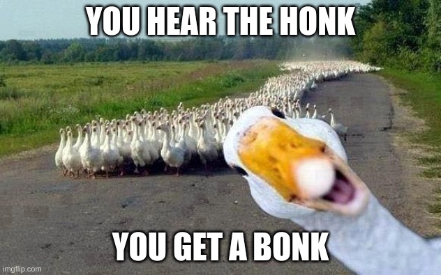 GOOSE | YOU HEAR THE HONK; YOU GET A BONK | image tagged in goose | made w/ Imgflip meme maker