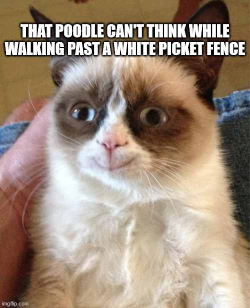 Grumpy Cat Happy | THAT POODLE CAN'T THINK WHILE WALKING PAST A WHITE PICKET FENCE | image tagged in memes,grumpy cat happy,grumpy cat | made w/ Imgflip meme maker