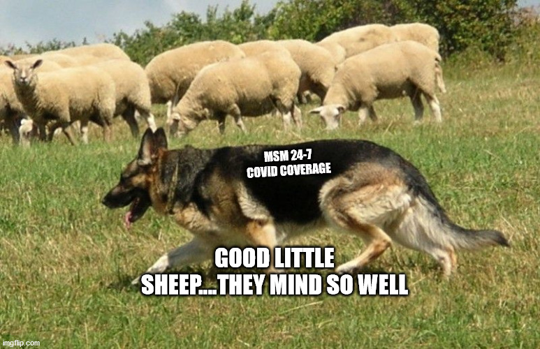 MSM Sheep Dog | MSM 24-7 COVID COVERAGE; GOOD LITTLE SHEEP....THEY MIND SO WELL | image tagged in covid | made w/ Imgflip meme maker