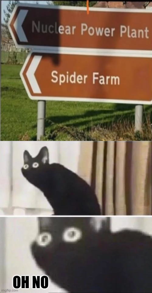 Oh No Black Cat | OH NO | image tagged in oh no black cat | made w/ Imgflip meme maker