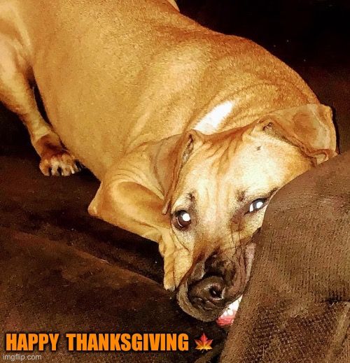 Happy thanksgiving | HAPPY  THANKSGIVING 🍁 | image tagged in dogs | made w/ Imgflip meme maker