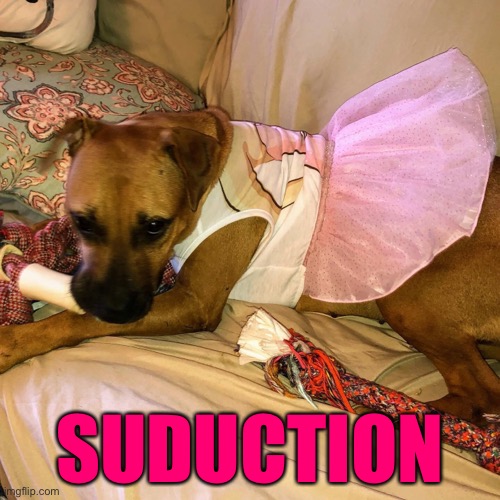 Suduction | SUDUCTION | image tagged in dog | made w/ Imgflip meme maker