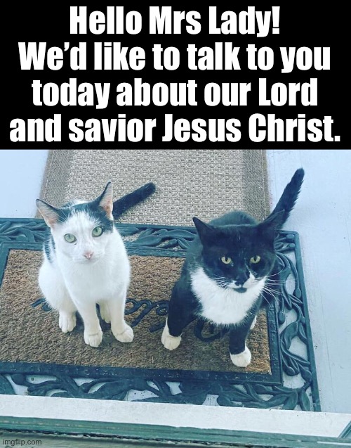 Knock Knock! | Hello Mrs Lady! We’d like to talk to you today about our Lord and savior Jesus Christ. | image tagged in funny memes,funny cat memes,funny,cats,funny cats | made w/ Imgflip meme maker