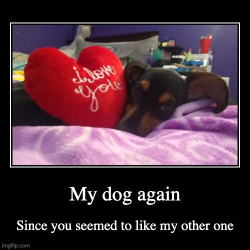 My doggo again | image tagged in funny,demotivationals | made w/ Imgflip demotivational maker