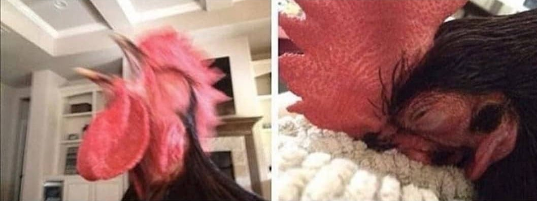High Quality crowing rooster Blank Meme Template