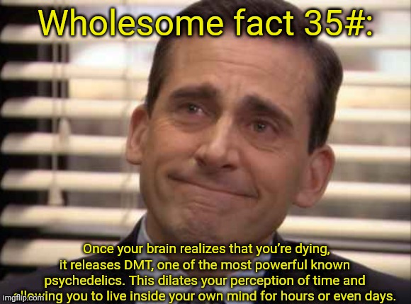 wholesome | Wholesome fact 35#:; Once your brain realizes that you’re dying, it releases DMT, one of the most powerful known psychedelics. This dilates your perception of time and allowing you to live inside your own mind for hours or even days. | image tagged in wholesome | made w/ Imgflip meme maker