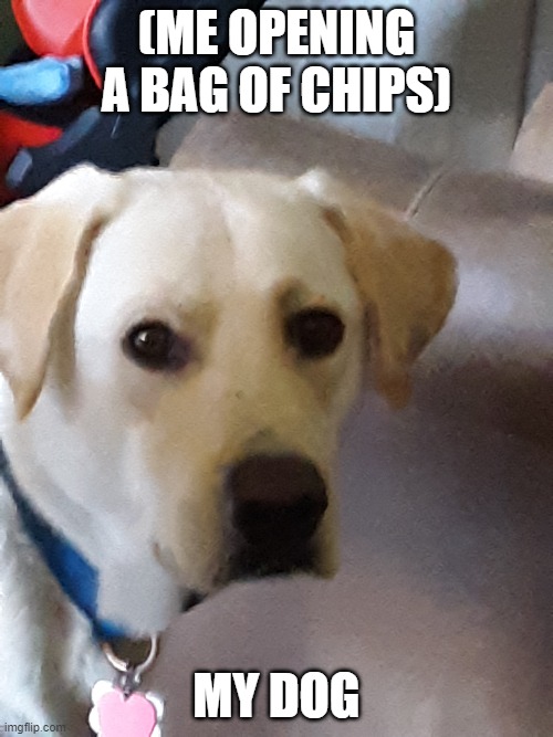 Dog Stare | (ME OPENING A BAG OF CHIPS); MY DOG | image tagged in dog,funny,funny meme,meme | made w/ Imgflip meme maker