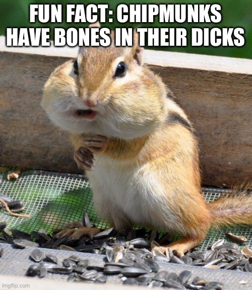 That’s a bone in their dicks | FUN FACT: CHIPMUNKS HAVE BONES IN THEIR DICKS | image tagged in chipmunk | made w/ Imgflip meme maker