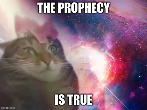 the prophecy is true cat | THE PROPHECY IS TRUE | image tagged in the prophecy is true cat | made w/ Imgflip meme maker