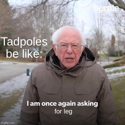 Tadpoles in a nutshell | Tadpoles be like:; for leg | image tagged in memes,bernie i am once again asking for your support | made w/ Imgflip meme maker