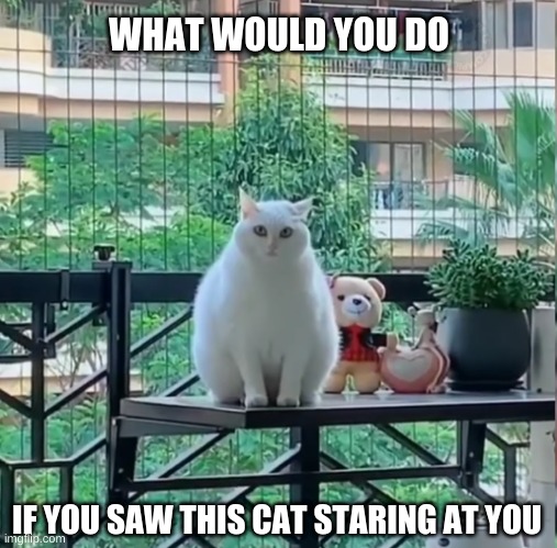 WHAT WOULD YOU DO; IF YOU SAW THIS CAT STARING AT YOU | made w/ Imgflip meme maker