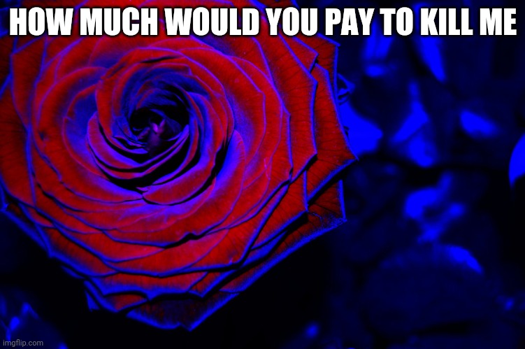 roses are red, violets are blue, | HOW MUCH WOULD YOU PAY TO KILL ME | image tagged in roses are red violets are blue | made w/ Imgflip meme maker