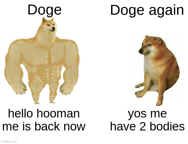 Buff Doge vs. Cheems Meme | Doge; Doge again; hello hooman me is back now; yos me have 2 bodies | image tagged in memes,buff doge vs cheems | made w/ Imgflip meme maker