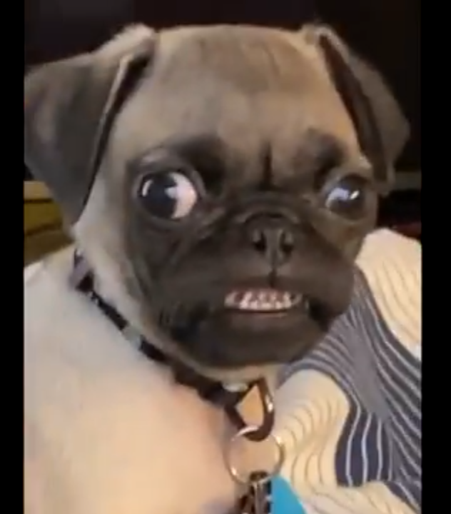 High Quality Pug Life Blank Meme Template