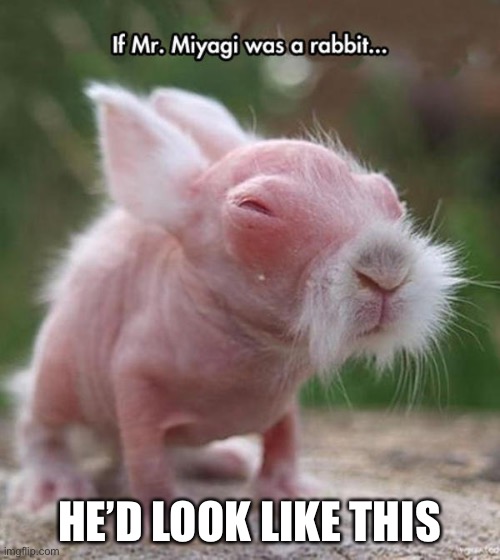 Mr. Miyagi as a bunny | HE’D LOOK LIKE THIS | image tagged in bunny | made w/ Imgflip meme maker